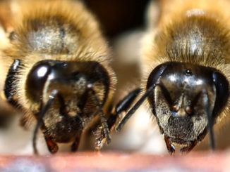 Même les abeilles boivent du café le matin pour être plus lucides