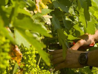 Un monde de bons produits pour tous | Altromercato