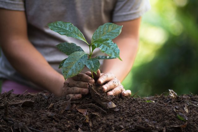 https://www.agrodolce.it/ "width =" 640 "height =" 427 "srcset =" https://www.agrodolce.it/app/uploads/2019/11/shutterstock-731292139-640x427.jpg 640w , https://www.agrodolce.it/app/uploads/2019/11/shutterstock-731292139-768x512.jpg 768w, https://www.agrodolce.it/app/uploads/2019/11/shutterstock-731292139- 980x654.jpg 980w, https://www.agrodolce.it/app/uploads/2019/11/shutterstock-731292139-320x213.jpg 320w, https://www.agrodolce.it/app/uploads/2019/11/ shutterstock-731292139.jpg 1000w "tailles =" (largeur maximale: 640 pixels) 100vw, 640 pixels "/> Semis</strong>. Les graines du caféier sont plantées: après 4-5 ans, les fruits sont prêts pour la <em>cueillette</em>. Il existe une exception, une variété qui est collectée mais, en général, non semée: on l’appelle <em>héritage</em> et c'est un mélange de différentes variétés indigènes sauvages de l'Éthiopie, dont beaucoup ne sont pas répertoriées.</li>
<li><strong><img decoding=
