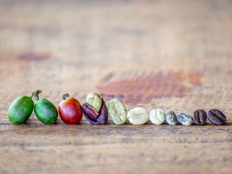 Café: le chemin de la plantation à votre tasse