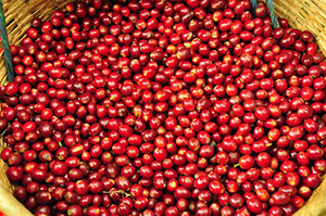 Café salvadorien