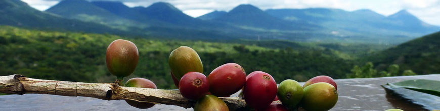 Café d'Amérique centrale et des Caraïbes
