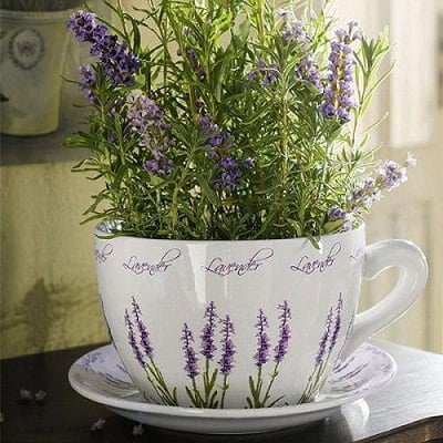 Grow-Lavender-in-a-Tea-Cup-Planter_mini "width =" 400 "height =" 400 "srcset =" https://balcongardenweb-lhnfx0beomqvnhspx.netdna-ssl.com/wp-content/uploads/2015/10 /Grow-Lavender-in-a-Tea-Cup-Planter_mini.jpg 400w, https://balcongardenweb-lhnfx0beomqvnhspx.netdna-ssl.com/wp-content/uploads/2015/10/Grow-Lavender-in-a- Tea-Cup-Planter_mini-150x150.jpg 150w, https://balcongardenweb-lhnfx0beomqvnhspx.netdna-ssl.com/wp-content/uploads/2015/10/Grow-Lavender-in-a-Tea-Cup-Planter_mini-300x300 .jpg 300w "tailles =" (largeur max: 400px) 100vw, 400px "/></picture></noscript><span class=