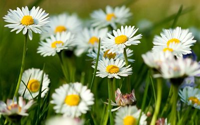 fleurs-de-camomille-herbe-d'été-herbs1st_mini "width =" 400 "height =" 250 "srcset =" https://balcongardenweb-lhnfx0beomqvnhspx.netdna-ssl.com/wp-content/uploads/2015/10/chamomile-flowers -summer-grass-herbs1st_mini.jpg 400w, https://balcongardenweb-lhnfx0beomqvnhspx.netdna-ssl.com/wp-content/uploads/2015/10/chamomile-flowers-summer-grass-herbs1st_mini-300x188.jpg 300w "tailles = "(largeur maximale: 400px) 100vw, 400px" /></picture></noscript>Belle marguerite comme des fleurs qui sent légèrement fruité comme une pomme, la camomille est une herbe médicinale utile. Il est traditionnellement utilisé pour induire le calme et le sommeil. Vous pouvez préparer son thé avec de petites fleurs blanches et jaunes plutôt qu'avec les feuilles. Il existe deux sortes de camomille (allemande et romaine), la camomille romaine offre un thé au goût prononcé.</p>
<p>La camomille aime les sols sablonneux et beaucoup de soleil et elle a besoin de beaucoup d'eau pendant l'été. Il est robuste dans les zones USDA 4 à 9.</p>
<h2><span class=