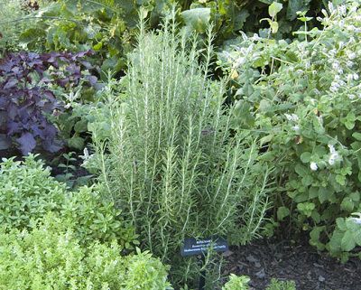 Rosemary520_mini "width =" 400 "height =" 321 "srcset =" https://bal Balconygardenweb-lhnfx0beomqvnhspx.netdna-ssl.com/wp-content/uploads/2015/10/Rosemary520_mini.jpg 400w, https: // Balconygardenweb- lhnfx0beomqvnhspx.netdna-ssl.com/wp-content/uploads/2015/10/Rosemary520_mini-300x241.jpg 300w "tailles =" (largeur maximale: 400px) 100vw, 400px "/></picture></noscript>Le thé de romarin améliore la digestion, favorise la fonction cognitive et agit comme un antioxydant, protégeant le corps des maladies cardiaques et du cancer.</p>
<p>La plante de romarin préfère le plein soleil, un sol léger et bien drainé.</p>
<h2><span class=
