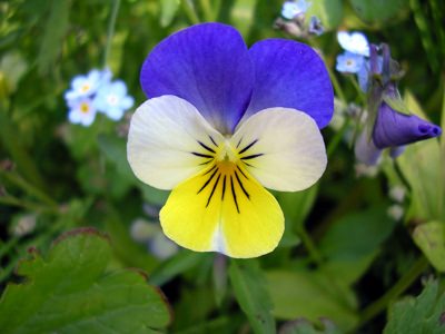 Viola_Tricolor_mini "width =" 400 "height =" 300 "srcset =" https://baletarygardenweb-lhnfx0beomqvnhspx.netdna-ssl.com/wp-content/uploads/2015/10/Viola_Tricolor_mini.jpg 400w, https: // Balconygardenweb- lhnfx0beomqvnhspx.netdna-ssl.com/wp-content/uploads/2015/10/Viola_Tricolor_mini-300x225.jpg 300w, https://balcongardenweb-lhnfx0beomqvnhspx.netdna-ssl.com/wp-content/Viola_minis/2015 -80x60.jpg 80w, https://balcongardenweb-lhnfx0beomqvnhspx.netdna-ssl.com/wp-content/uploads/2015/10/Viola_Tricolor_mini-265x198.jpg 265w "tailles =" (largeur max: 400px) 100vw, 400px "/></picture></noscript>Souvent appelée pensée sauvage, c'est une fleur européenne commune qui pousse à l'état sauvage comme une vivace de courte durée.</span> Viola tricolore est kn<span class=