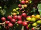 La durabilité est la base de l'évolution du secteur du café
