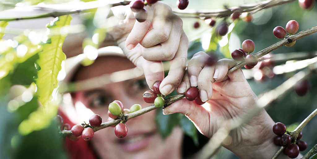 Le café du futur est vert