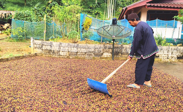 production de café sec