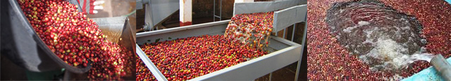 Production de café humide