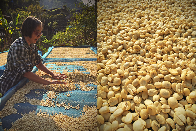 production de café