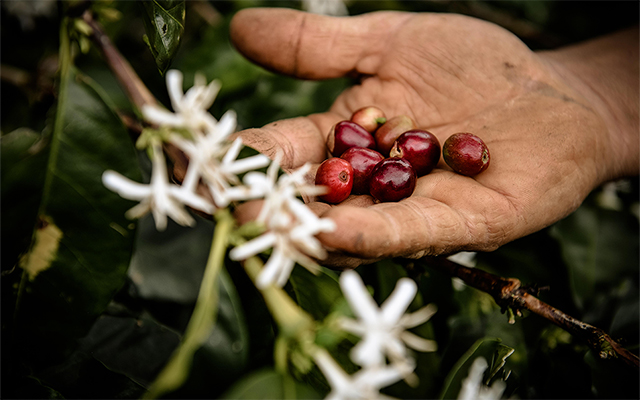 Qualité - Le meilleur café de qualité avec une grande variété de mélanges
