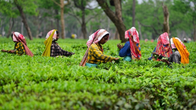 Le gouvernement de l'Assam annonce une indemnisation pour courtiser les travailleurs des jardins de thé qui protestent