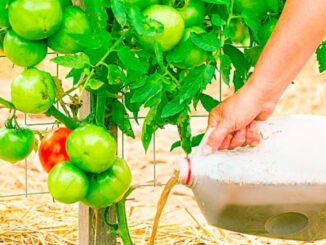Comment faire et utiliser du thé de compost