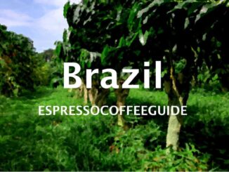 Grains de café brésiliens - Espresso & Coffee Guide