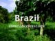 Grains de café brésiliens - Espresso & Coffee Guide