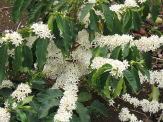 Café arabica - Wikipédia, l'encyclopédie libre