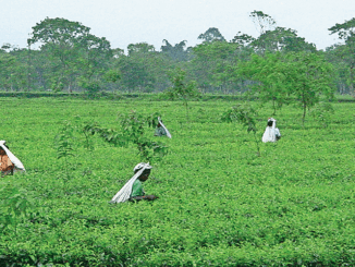 Workers from every tea estate of the district will participate at the conference.