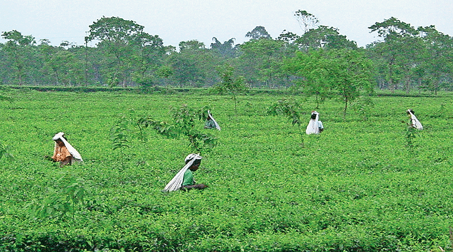 Des travailleurs de chaque plantation de thé du district participeront à la conférence.
