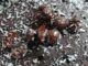 Recette facile de gâteau au chocolat au micro-ondes