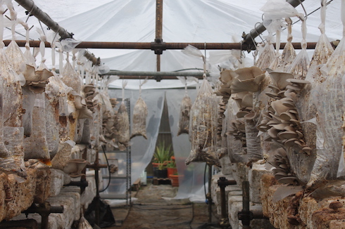 Le produit phare de Circual Farm sont les champignons cultivés verticalement