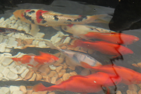Une partie des vers de terre est intégrée au circuit aquaponique pour nourrir les poissons