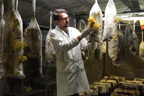 Antonio Di Giovanni, créateur de Funghi Espresso et aujourd'hui de Circular Farm