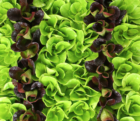 Les légumes ont été choisis en fonction de la saisonnalité et de la biodiversité