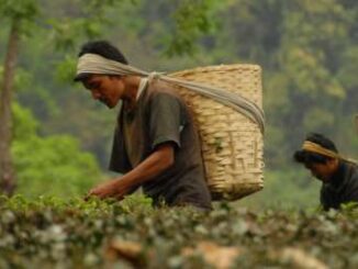 High Tea: les travailleurs du jardin de thé gèrent les familles d'accueil à Makaibari