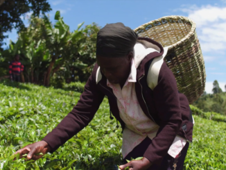 Un chauffeur d'une compagnie de thé écossaise "a tenté d'écraser" un ouvrier agricole kenyan