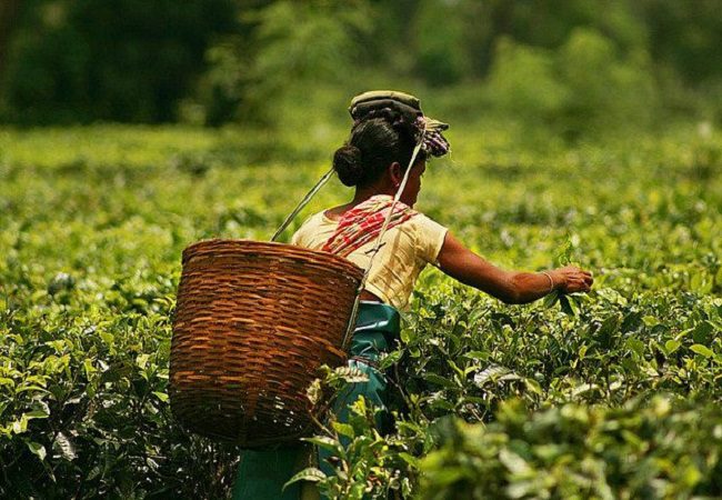 Le gouvernement fournira Rs 1000 cr pour le programme de protection sociale des travailleurs du thé d'Assam, WB