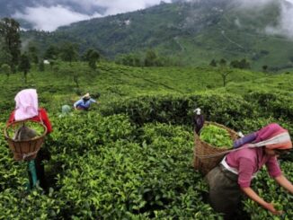 Un gros, gros problème avec le thé Darjeeling