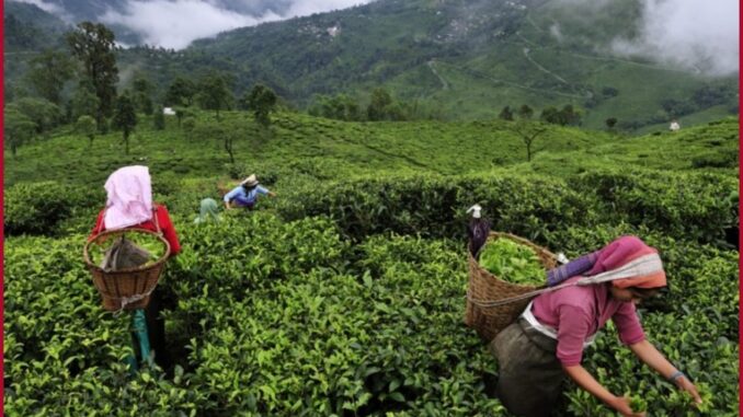 Un gros, gros problème avec le thé Darjeeling
