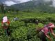 Un gros, gros problème avec le thé Darjeeling