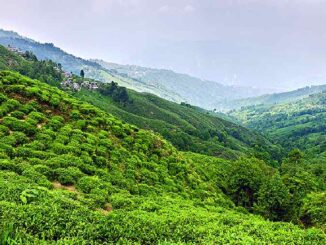 A tea garden in Darjeeling