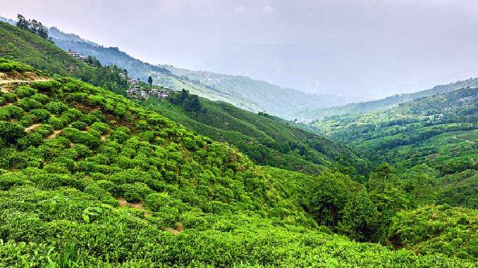 A tea garden in Darjeeling