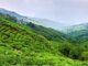 A tea garden in Darjeeling