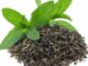 Green Tea Leaves