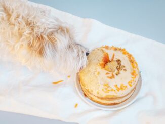 Dog eating Birthday Cake