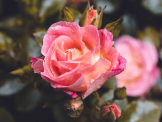 9 types de roses de thé hybrides colorées